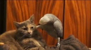 Create meme: talking parrot, cat, parrot interrogating the cat