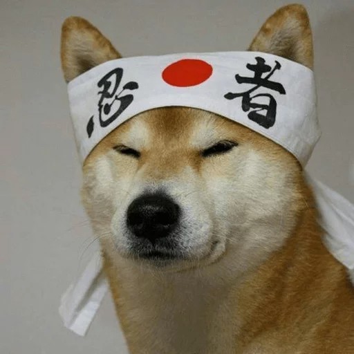 Create meme: Shiba inu Akita inu, akita shiba inu, Shiba inu dog