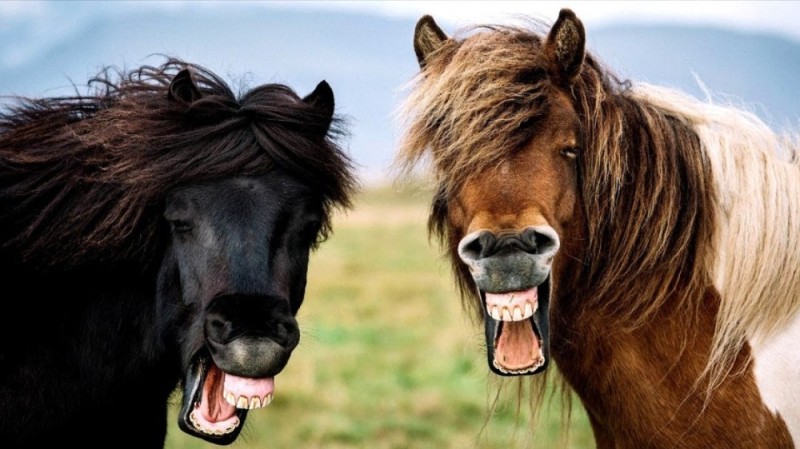 Create meme: a horse with teeth, horse , laughing horse