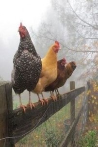 Create meme: bird chicken, chicken, laying hens