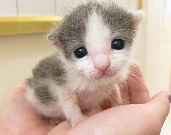 Create meme: animals , little intimidated kitten, cute baby animals
