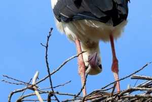 Create meme: white stork, stork, broadcast