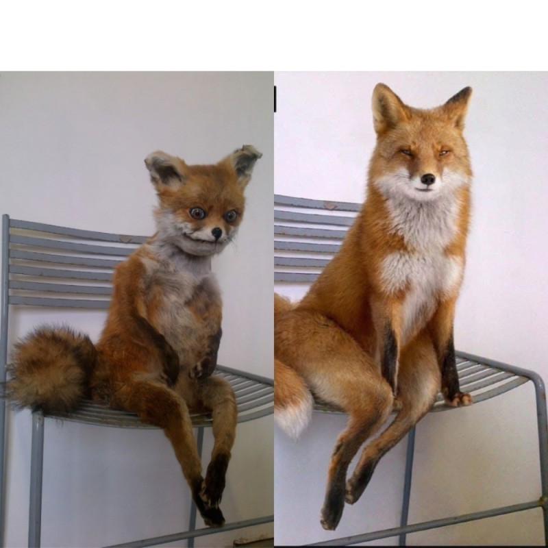 Create meme: Fox meme, Fox, Fox 