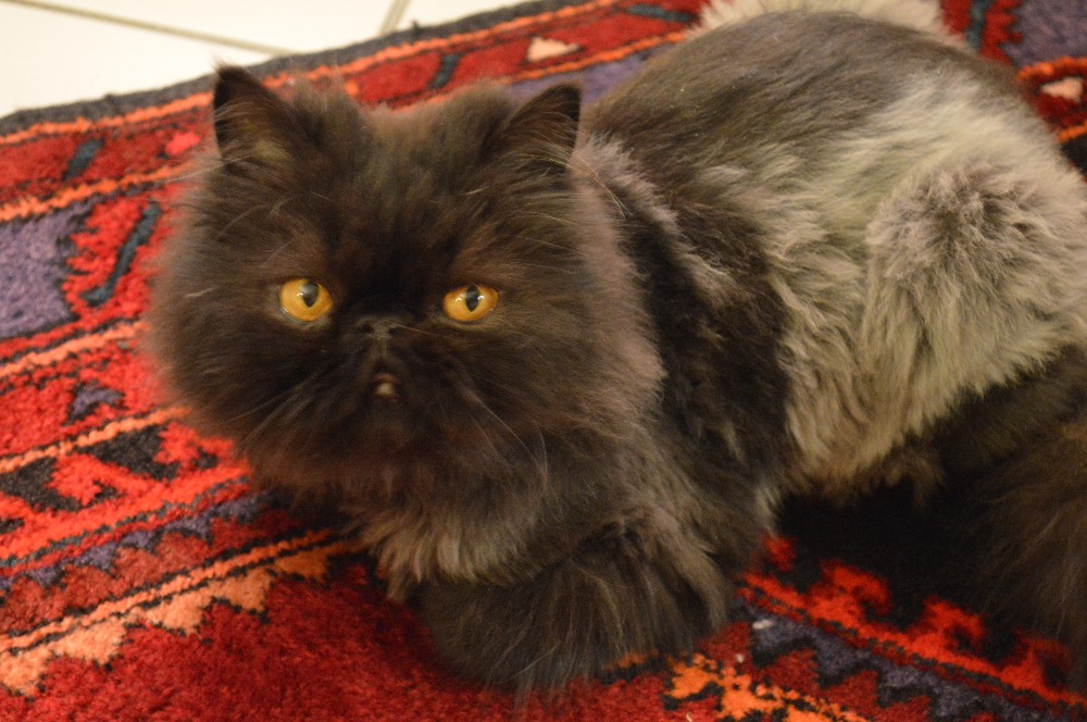 Шоколадная персидская кошка. Персидская кошка черная. Персидский кот коричневый. Персидский кот черный. Шоколадный персидский кот.