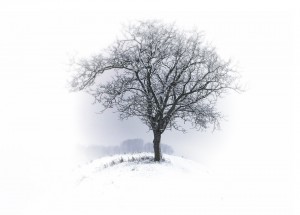 Create meme: a tree in winter dormant, tree, cold winter