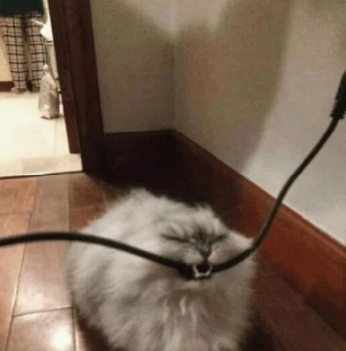 Create meme: the cat bites the cord, cat , cat 