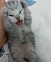 Create meme: funny kitten, cat , cat aaaah