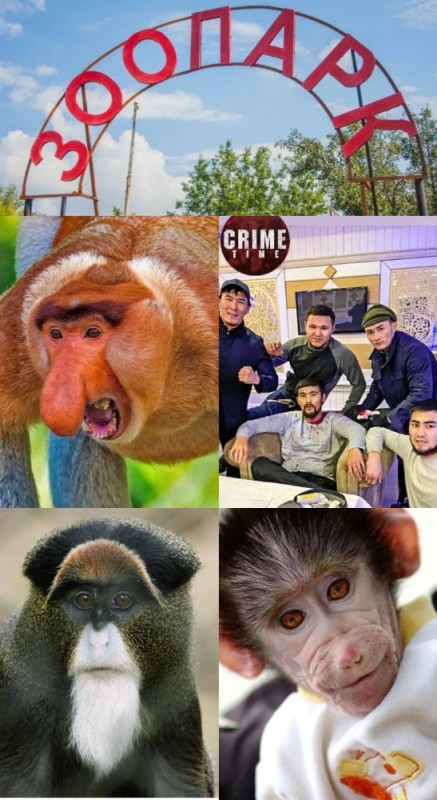 Create meme: monkey chi chi, monkey , macaque monkey