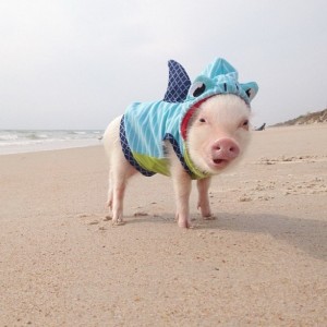 Create meme: the Piglet is cute, funny pigs