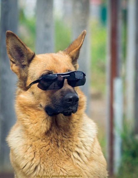 Create meme: shepherd , German shepherd , business dog