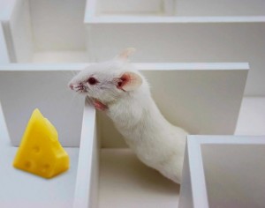 Create meme: animal, decorative rat, rats