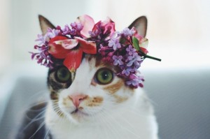 Create meme: cat, a cat with a wreath on his head, cat with wreath