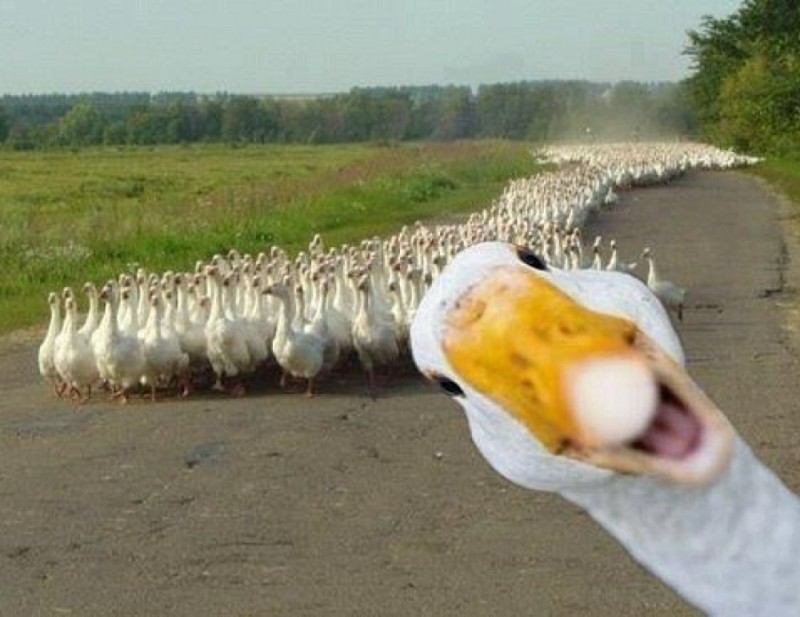 Create meme: I'm a goose, goose joke, memes Gus