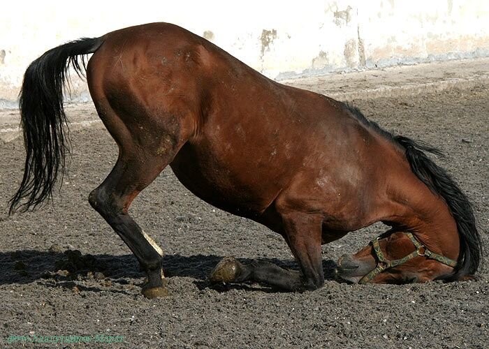 Create meme: tired horse, a hunted horse, horse 