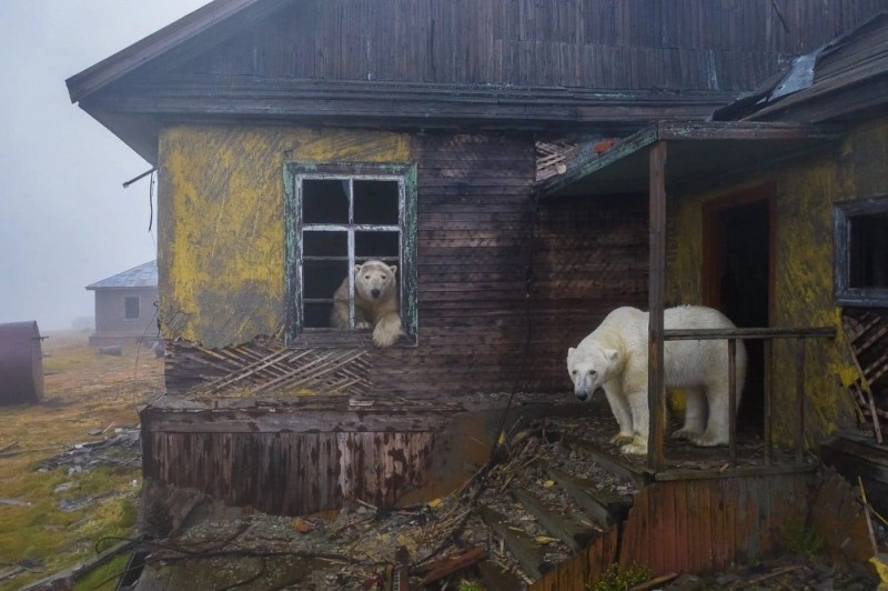 Create meme: Dmitry Koch polar bears at an abandoned weather station, Dmitry Koch bears, photos of polar bears at an abandoned weather station