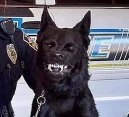Create meme: police dog , dog grin, dog 