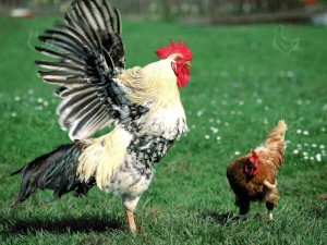 Create meme: pictures of cock, rooster chicken, rooster
