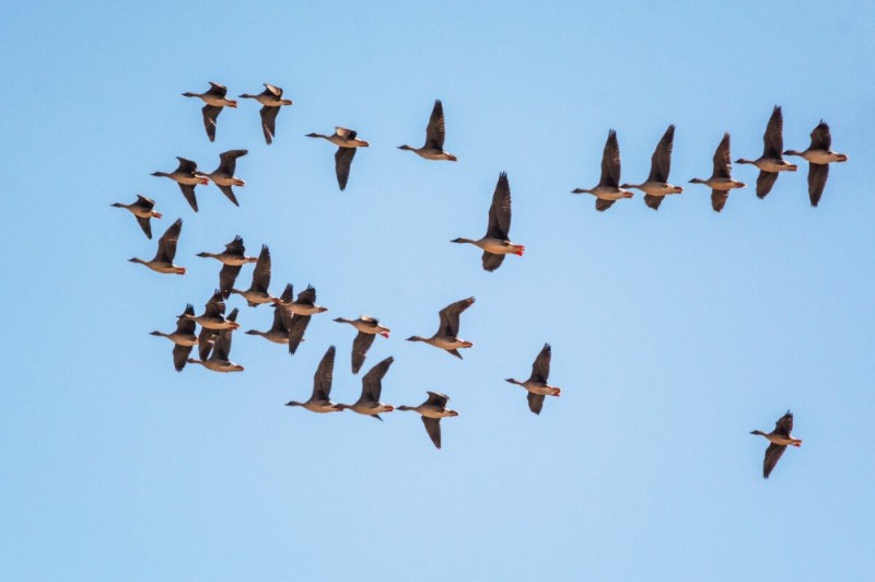 Create meme: Geese are flying, Birds are flying, Birds are flying south