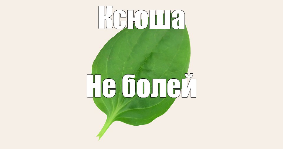 Подорожник картинка для детей