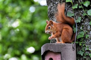 Create meme: red squirrel, squirrel in the Park, proteins animals