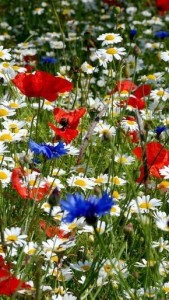 Create meme: the flowers of the meadow, wild flowers