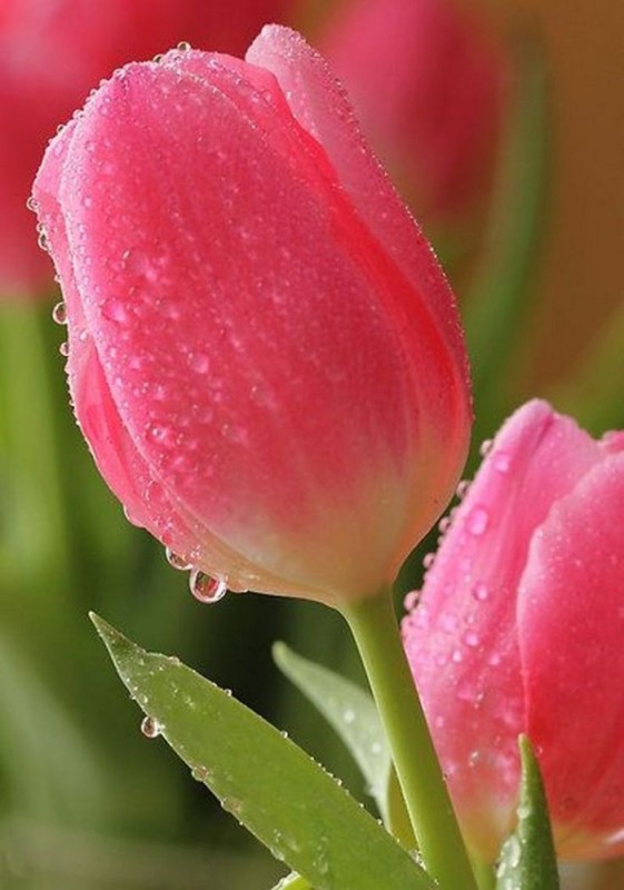 Создать мем: цветы тюльпаны, тюльпаны в росе, нежные тюльпаны