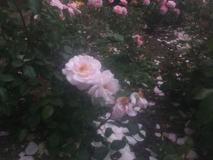 Создать мем: розы флорибунда, роза остина, роза лавиния плетистая