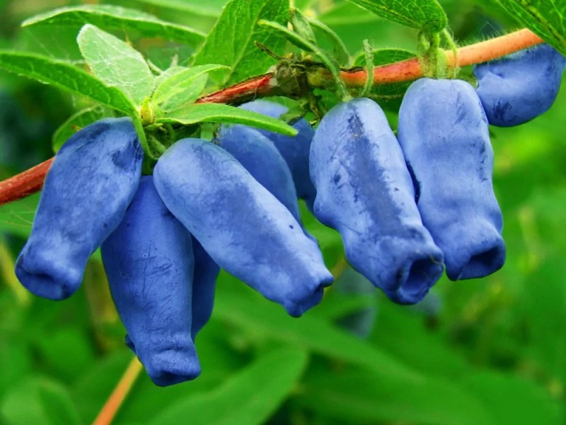 Create meme: Bakchar giant honeysuckle, honeysuckle is a treat, honeysuckle edible Bakchar giant