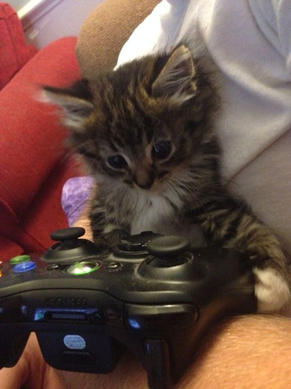 Create meme: the cat is playing a playstation, the cat is a gambler, gamer cat