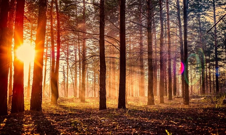 Create meme: sunset in the forest, forest sun, sunset background in the forest