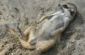 Create meme: novosibirsk zoo, meerkats , meerkat 