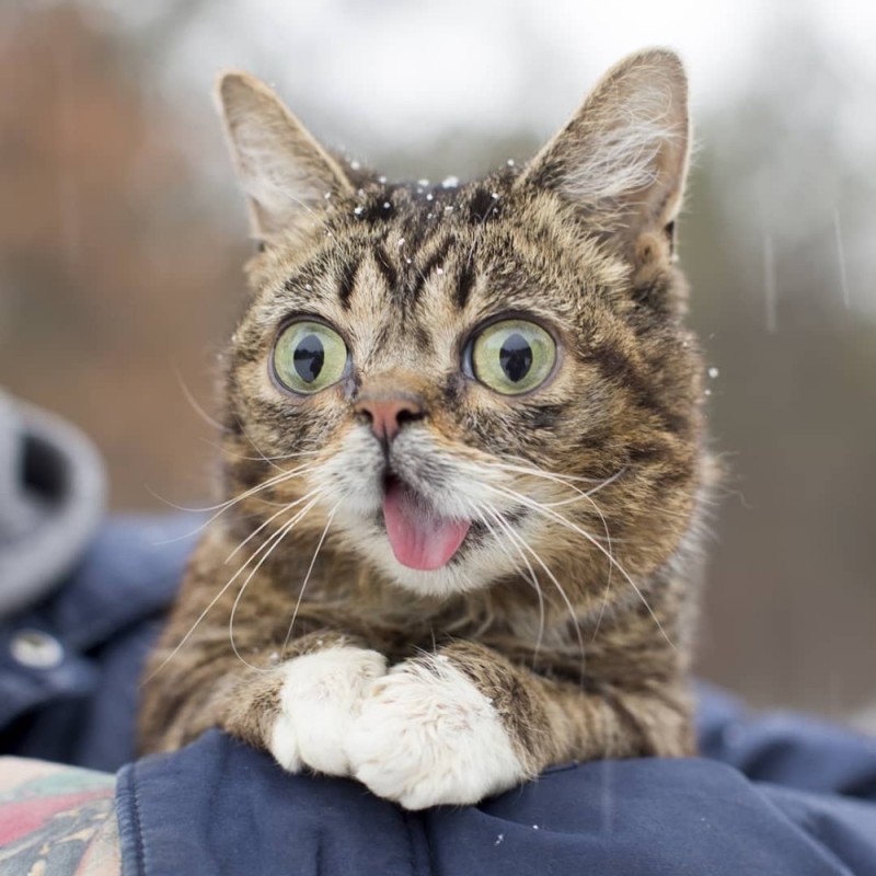 Create meme: Lil bub , cat , lil bub cat