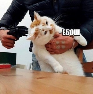 Создать мем: стреляй кот, котик с пистолетом, кот с пистолетом