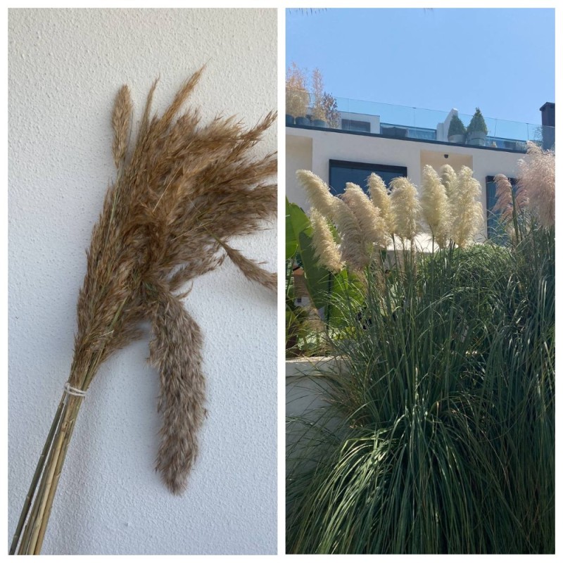 Create meme: cortaderia, plant , dried flowers reed