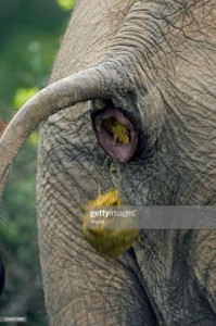 Создать мем: an elephant, african elephant, вагина слона