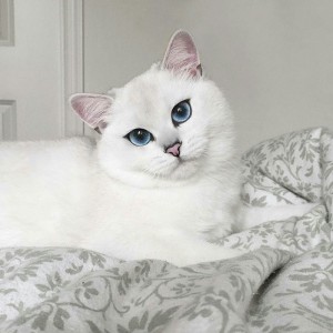 Создать мем: белая кошка, белая кошка коби, британская шиншилла
