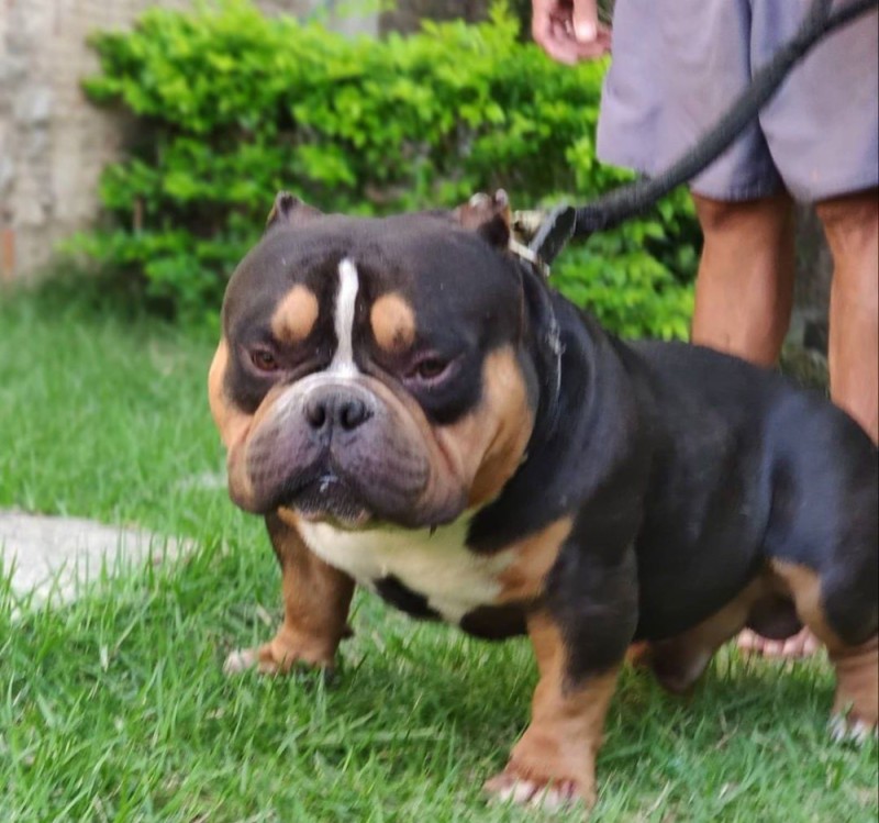 Create meme: breed american bully, English bulldog , Bully and the French bulldog