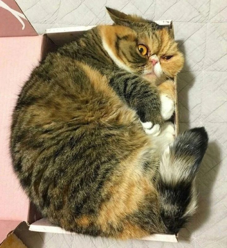 Create meme: cat , the cat, fat cats