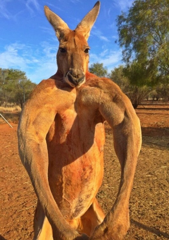 Create meme: The most pumped-up kangaroo in the world, Roger, The most muscular kangaroo Roger, kangaroo Roger 