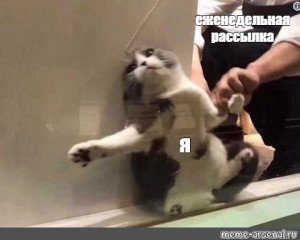 Create meme: cat meme, cats, Cat