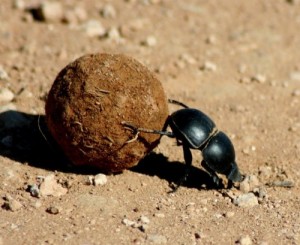 Создать мем: скарабей, dung, дерьмо