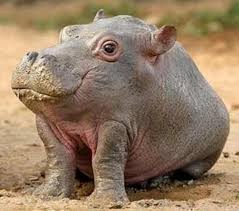 Create meme: Hippo, common Hippo