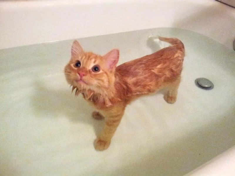 Create meme: wet ginger cat, wet ginger cat, the cat in the bath