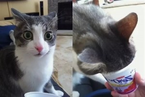 Create meme: Cat, nonsense meme, cats