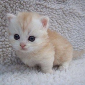 Create meme: Scottish kittens, kittens of Scottish breed, cute kittens