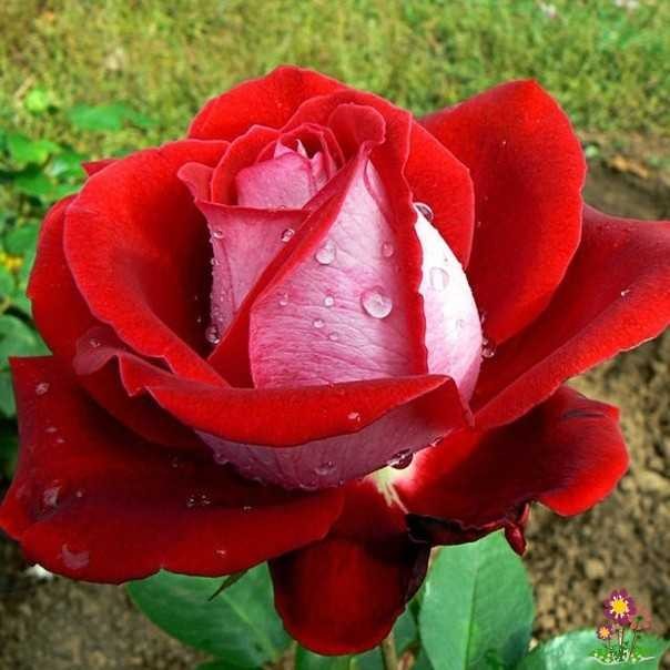 Чайно гибридная роза фольклор фото и описание