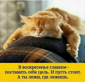 Создать мем: кот сопит, книга уличный кот по имени боб, коты