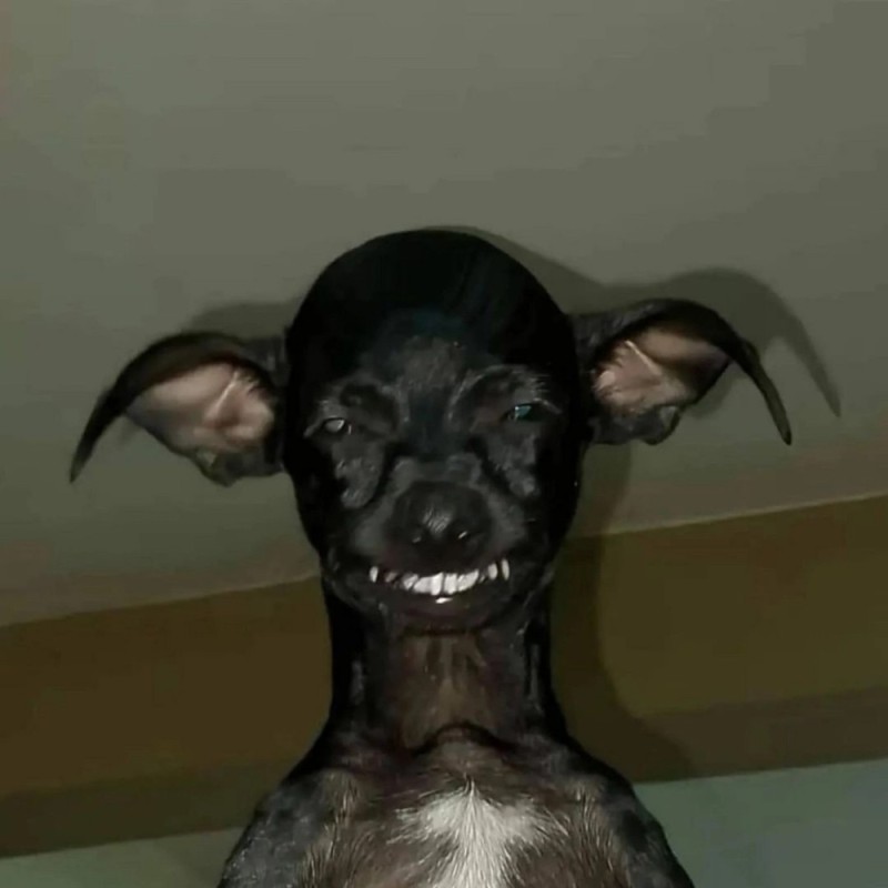 Create meme: dog , Mexican xolo, The animal is a dog