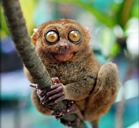 Create meme: Sumatran tarsier, tarsiers, lemur tarsier