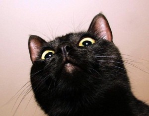 Create meme: Black cat, black cats, the black cat yawns